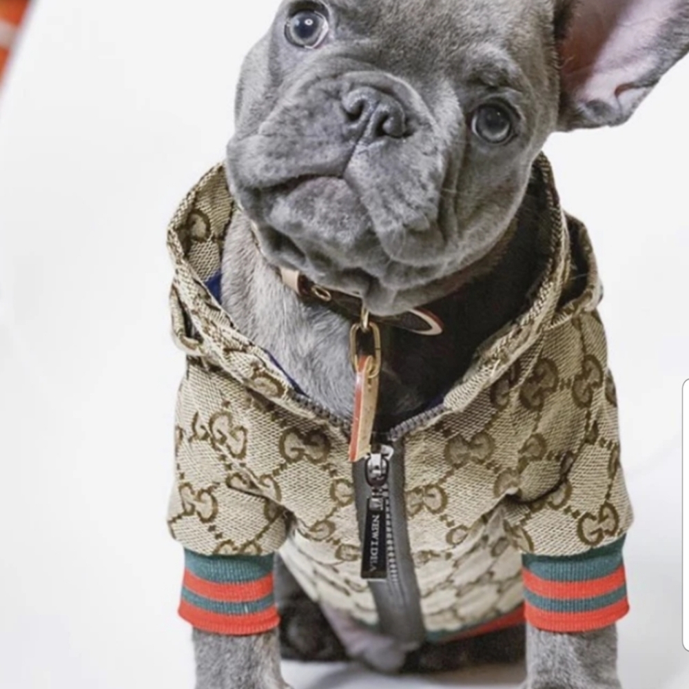Poochi (Gucci) dog legend jacket